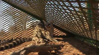 Small-Spotted Genet Genetta Genetta