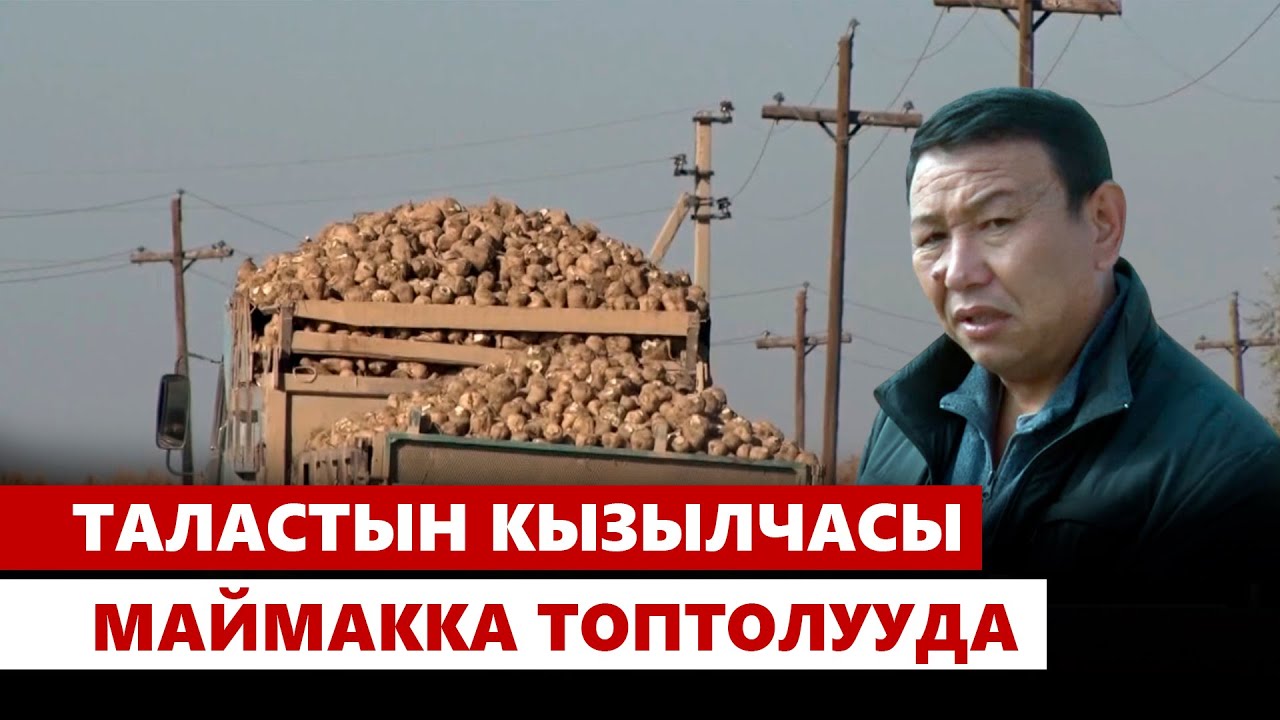 Таластын кызылчасы Маймакка топтолууда