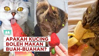 Apakah Kucing Boleh Makan Buah-Buahan? 🐱🍏🍌🍓