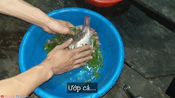 Cách Làm Món Cá Pỉnh Tộp ( Nướng Gập ) Ngon Nhất