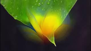 YOU - BAZIL VADEZ   LIRYCS & TERJEMAHAN