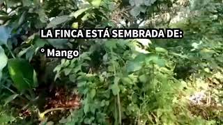 Finca 15 Tareas Sembrada De Frutales Cerca De La Capital Ideal Para Descansar