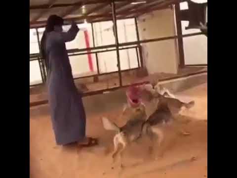 شيلة يصدق مواعيد الالم