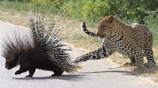 Download Lagu HORRIFIC SCENE Leopard Male vs Porcupine  fight MP3 Download Lagu HORRIFIC SCENE Leopard Male vs Porcupine  fight MP3
