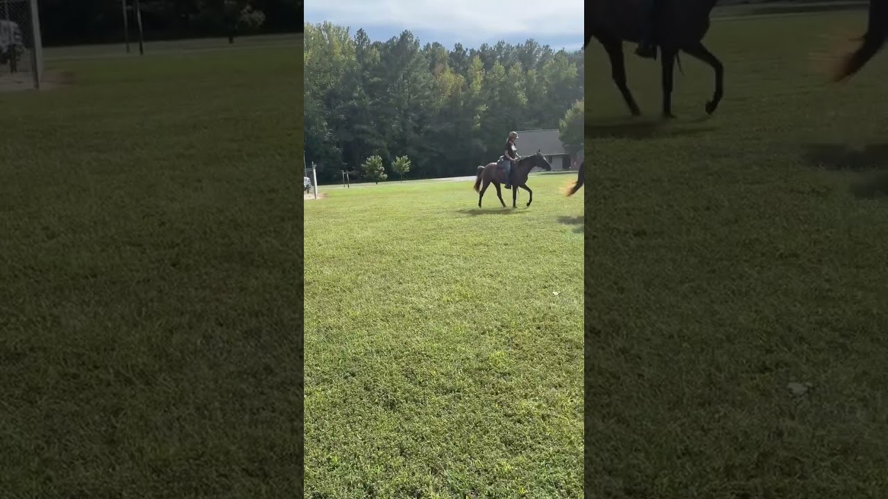 Dakota Black Dun RMH