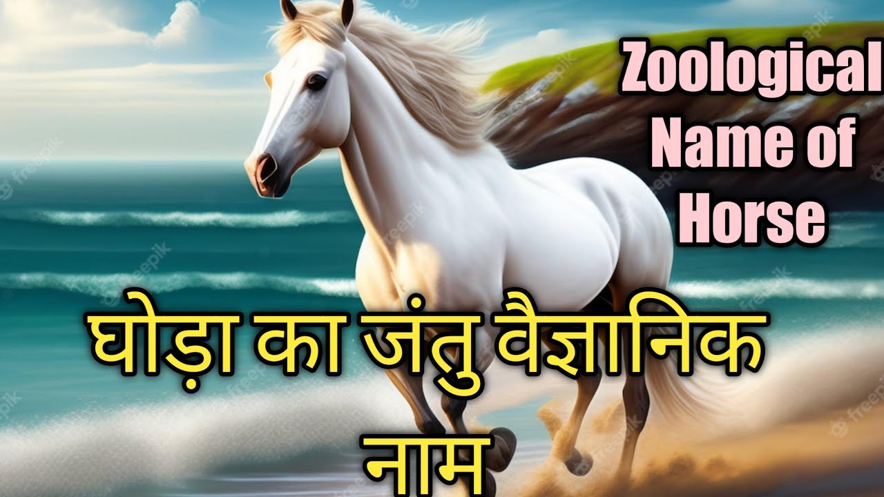 Zoological Name Of Horse YouTube zoological-name-of-horse-youtube