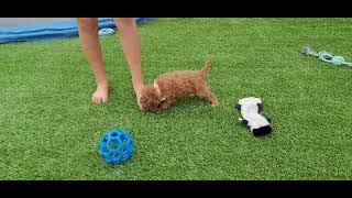F1 CAVAPOO PUPPIES AVAILABLE FOR ADOPTION