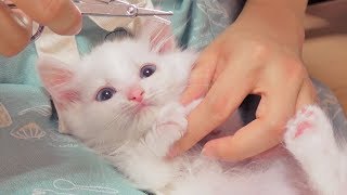 [ Paw Care for Cat ] How to Trim Hair on Cats Between the Pads