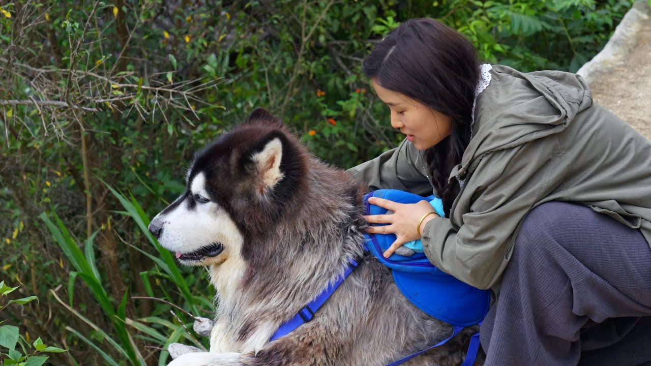 大王送食物去给大姑妈，路途中不斷跑去泡澡还弄破鸡蛋 Dawang sent food to the aunt, he kept going to take a bath and broke eggs!