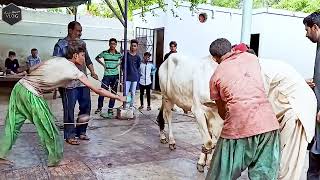 Eid al Adha - Eid 2021 - Atang Cow - Cow Mandi 2021 - Angry Bull