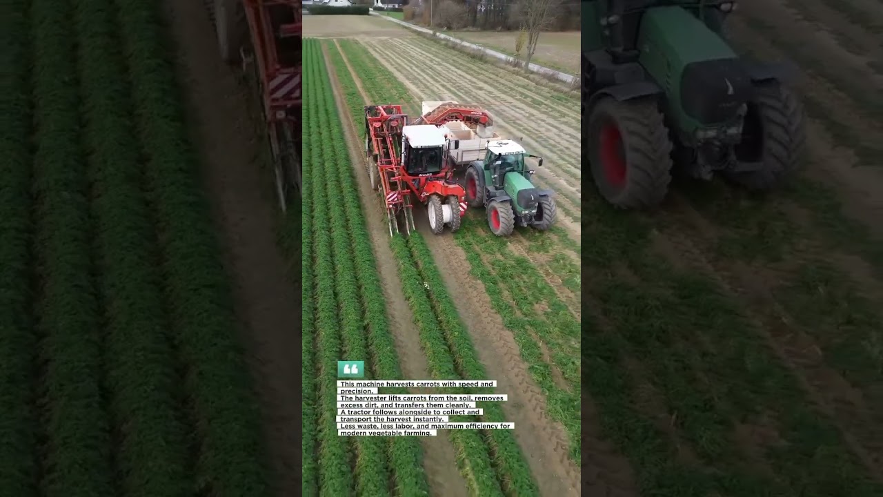 High-Speed Carrot Harvesting in Perfect Rows | Farm Precision 