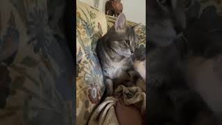 @0ut0fmym1nd: My perfect boy #kitty #cat #catlover @0ut0fmym1nd: My perfect boy #kitty #cat #catlover