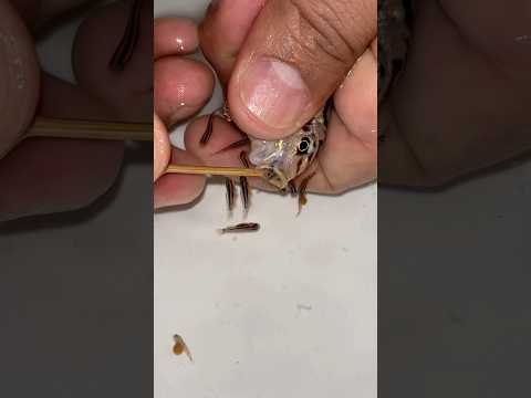 🐠 Auratus Cichlid Giving Birth! 😍🐟 Watch Her Release Her Baby Fish! 🔥