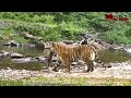 An Amur tiger captured a wild boar cub