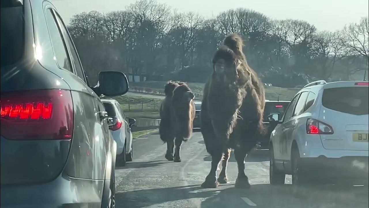 knowsley safari park car damage