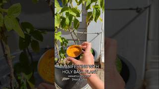 MANIFESTING WITH HOLY BASIL PLANT & LAKSHMI ENERGY #holybasil #tulsi #lakshmi
🌟 Shop my Etsy Store 🌟 https://www.etsy.com/shop/SheetalsShop
🌙 Join me on Patreon for weekly content :: https://www.patreon.com/sheetal
🌙Get my book - 30 Manifestation Rituals :: https://amzn.to/2M5QdrD MANIFESTING WITH HOLY BASIL PLANT & LAKSHMI ENERGY #holybasil #tulsi #lakshmi