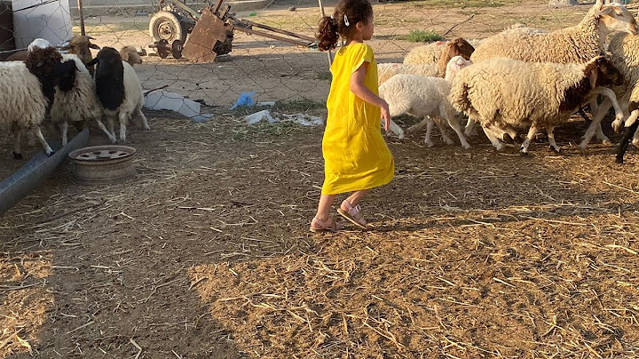 مشيت نحضر اوراق الباسبور/ غدانا البسيط وكل بلاد وارطالها/ايلين ومغامراتها مع الغنم مرحبا 🤣🤣🤣