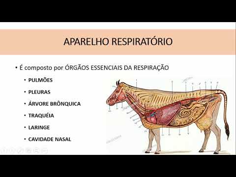 Aparelho respiratório - Anatomia Veterinária - parte 1