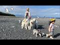 【なぜに？】富士山と超大型犬達みんなで写真を撮ろうとしたらなぜか目の前を通り過ぎていった３歳児w｜グレートピレニーズ&オールドイングリッシュシープドッグ&トイプードル