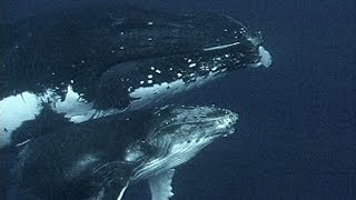 Humpback Whales Of Tonga SD by Fred Heiman 2,867 views 9 years ago 20 minutes