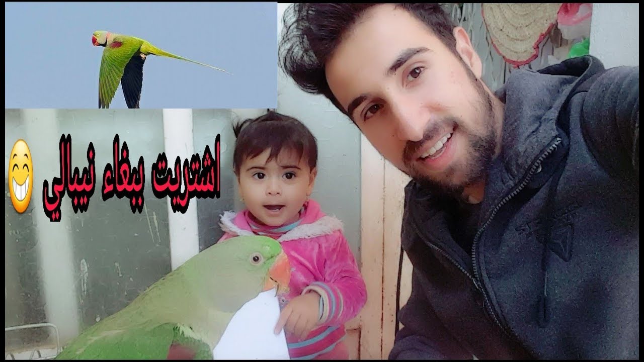 اشتريت ببغاء نيبالي 😍 تعالو شوفو +معلومات عن الببغاء 😊