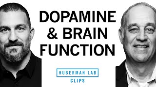 How Dopamine Impacts Brain Function | Dr. Mark D'Esposito & Dr. Andrew Huberman