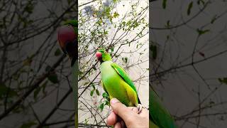 Toto enjoying the rain weather ☁️❤️#birds #cute #parrot #fyp #shorts