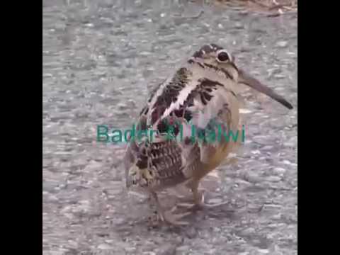 راح الحبيب راح يازين رقصه ههههههههه 