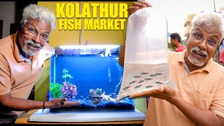 Buying 60 Fishes🐟from Kolathur Fish Market 🔥| Beautiful Tank Setup! 😍