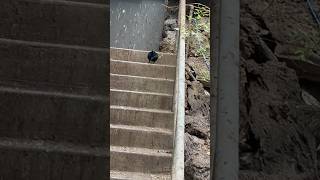 Bird Stair climb￼ #animals #birds #shorts