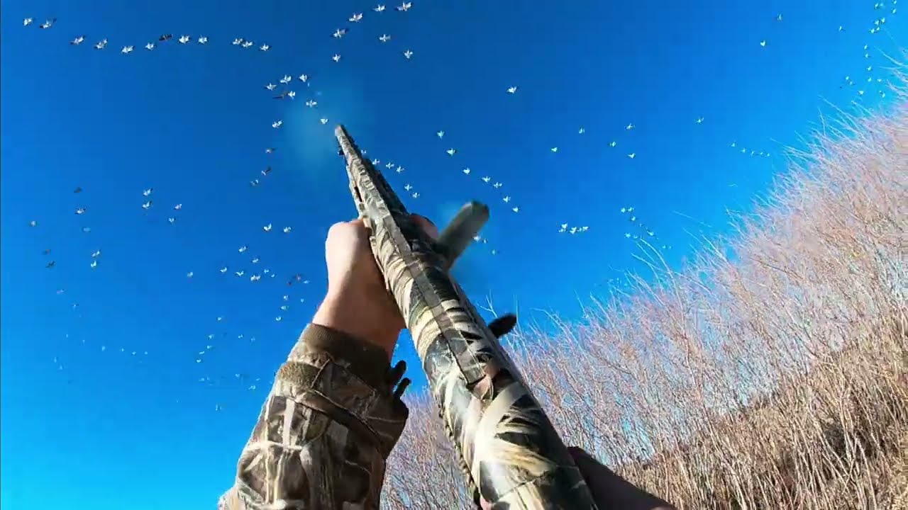 Pass Shooting Snow Geese with a 10 Gauge (2026) 
