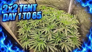 DAY 1 to 65 ALL OF VEG | Training, Feeding Topping & Lollipopping | Spiderfarmer SE-3000