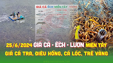 25/6/2024 ✅ Biến động Giá Lươn Cá Ếch #ĐBSCL ↗️ Giá Cá Tra, Điêu Hồng, Cá Lóc, Trê Vàng, Sặc, Chẽm!
