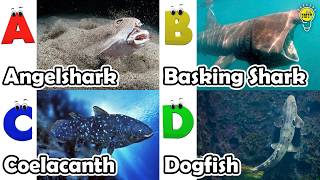 ABC phonics animals | ABC Sea Animals song | Alphabets Kids Song #angelshark