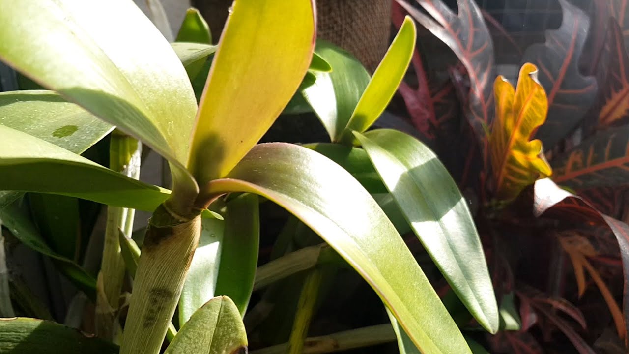 Обзор коллекции. Ожидаемые цветения.