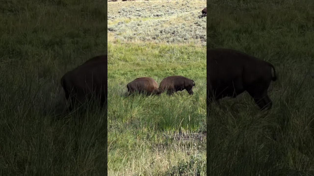 Bison Fight Buffalo Wildlifephotography Yellowstone Wildlifeanimals Fighting