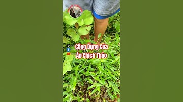 Bạn đã biết công dụng của Áp Chích Thảo chưa?