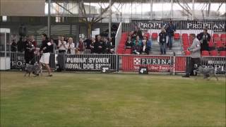 Royal Easter Show Sydney 2017  Australian Stumpy Tail Cattle Dogs