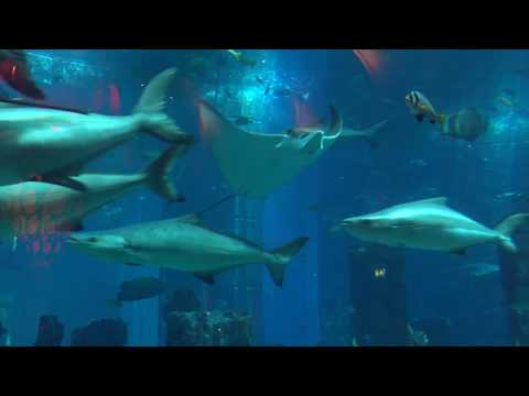 The Lost Chambers Aquarium, Dubai