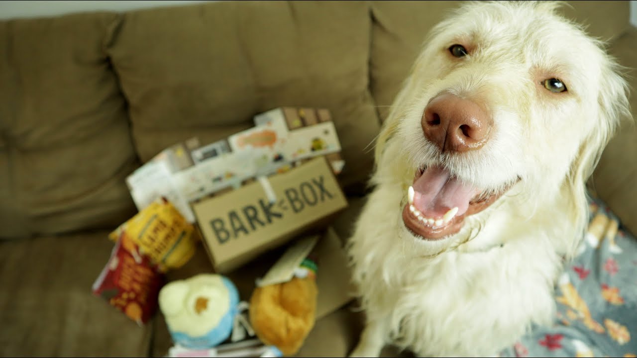 Dogsgiving November 2020 BarkBox Unboxing Review With Ollie - YouTube