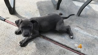 Puppy Owner 'Baffled' After Dog Stolen From Back Yard
