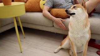 [Pepper the Shiba] how to put good boi to sleep