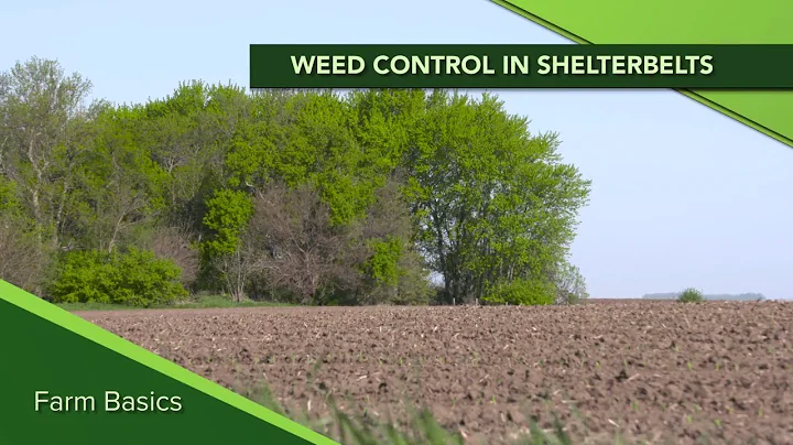 Farm Basics: Weed Control in Shelterbelts (From Ag PhD #1125 - 10-27-19)