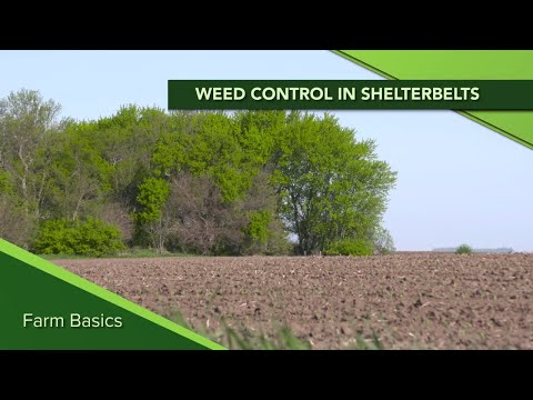 Farm Basics: Weed Control in Shelterbelts (From Ag PhD #1125 - 10-27-19)