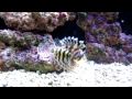 Dwarf Lionfish - cool !