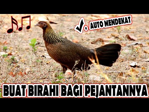 Suara / Bunyi Pikat Ayam Hutan Betina Paling Berkesan Untuk Pejantannya