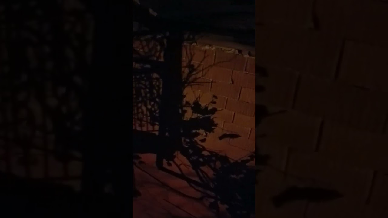 M  Emin   Karataş hoca hicaz yatsı ezanı   Kopya