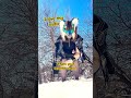 c: #furry #animalmask #therian #alterhumans #furries #theriangear #therianthropy