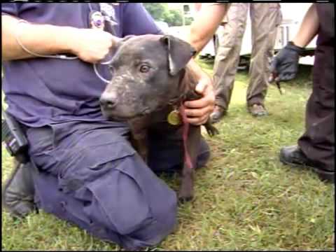 The Largest Dog Fighting Bust in US History