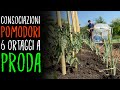 CONSOCIAZIONI POMODORI